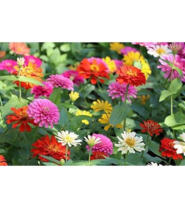 Buy Zinnia lilliput Doppia Flower Seed 25 pcs Online