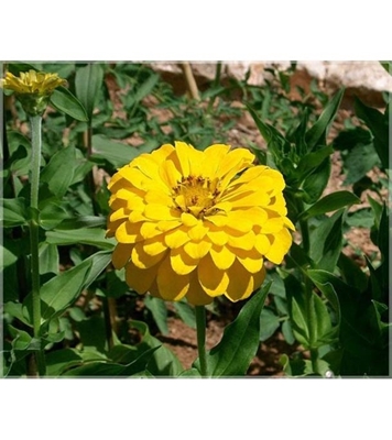 Buy Yellow Zinnia Elegans Flower Seed 25 pcs Online