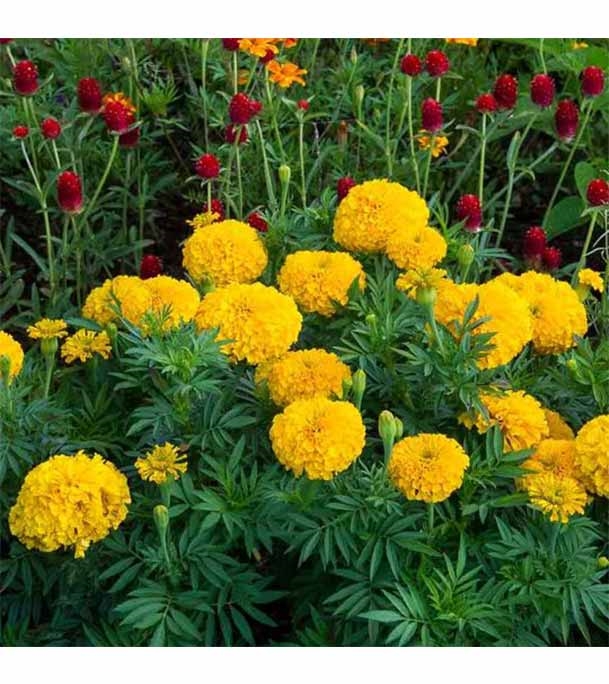 Buy Italian Marigold Flower Seed 25 pcs Online