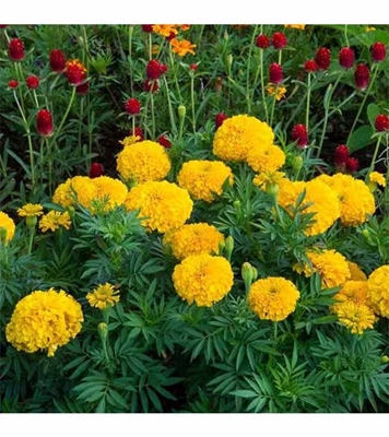 Buy Italian Marigold Flower Seed 25 pcs Online
