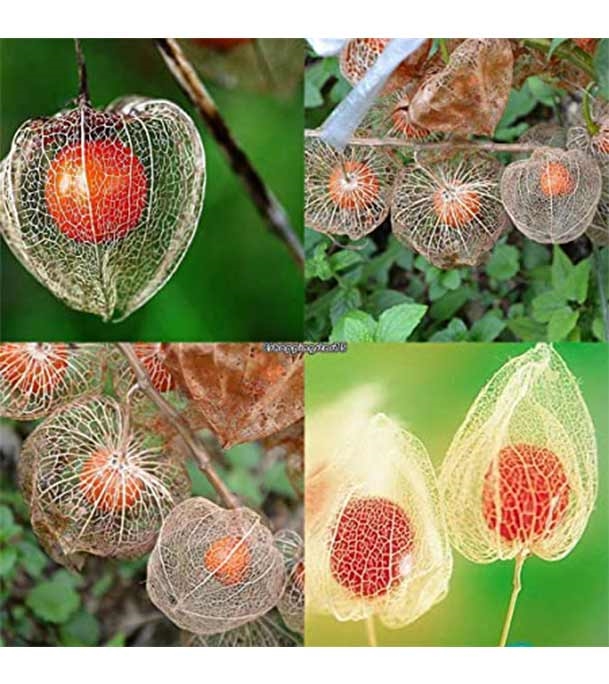 Buy Physalis Alkekengi Flower Seed 25 pcs Online