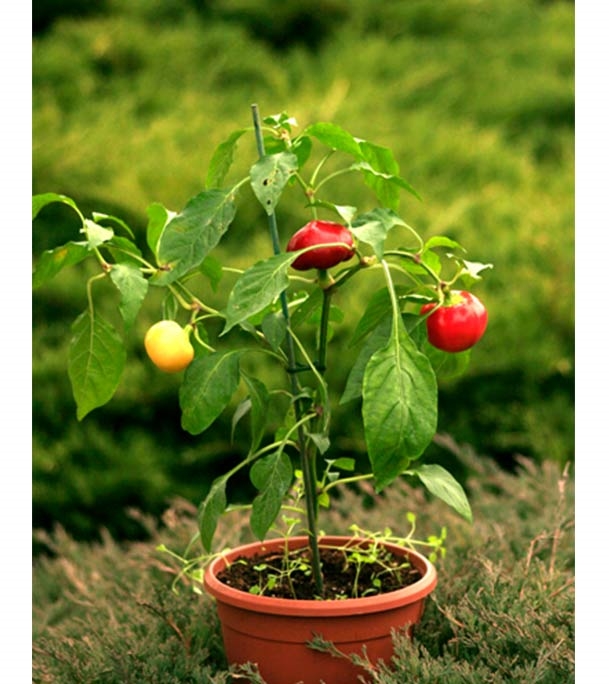 Buy Cheery Chill Seedn 25 pcs Online