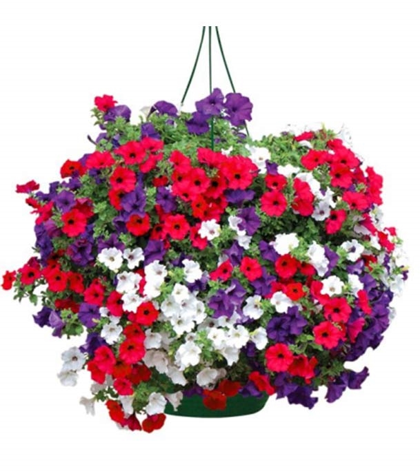 Buy Hanging Nemesia Carnival Flower Seed 25 pcs Online