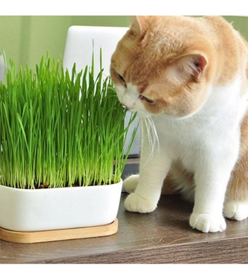 Buy Cat Grass Seed 30 pcs Online