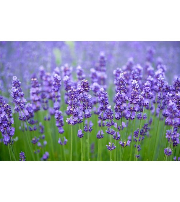 Buy Lavender Flower Seed 30 pcs Online