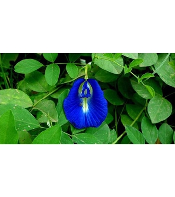 Buy Aparajita Flower Seed 25 pcs Online