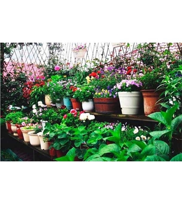 Buy 22 Types of Hybr 12 Masi And Seasonal Flower Mix Comb Package Online
