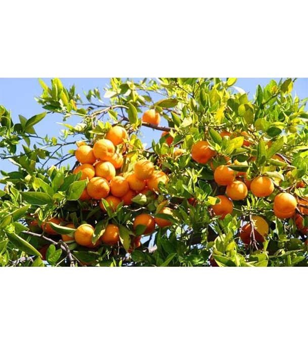Buy Orange Fruit Seed 15 pcs Online