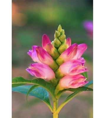 Buy Trutle Flower seed 30 pcs Online