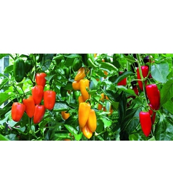 Buy Sweet Pepper Seed 25 Pcs Online