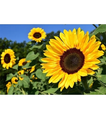 Buy Sunflower Seed 15 Pcs Online