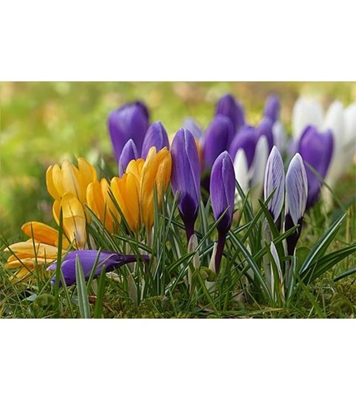 Buy Jafran Flower Seed 25 pcs Online