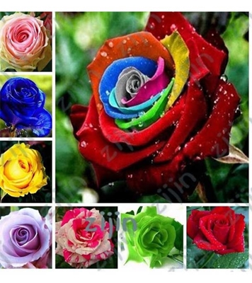 Buy Black Rainbow And Multi Color Roses Online