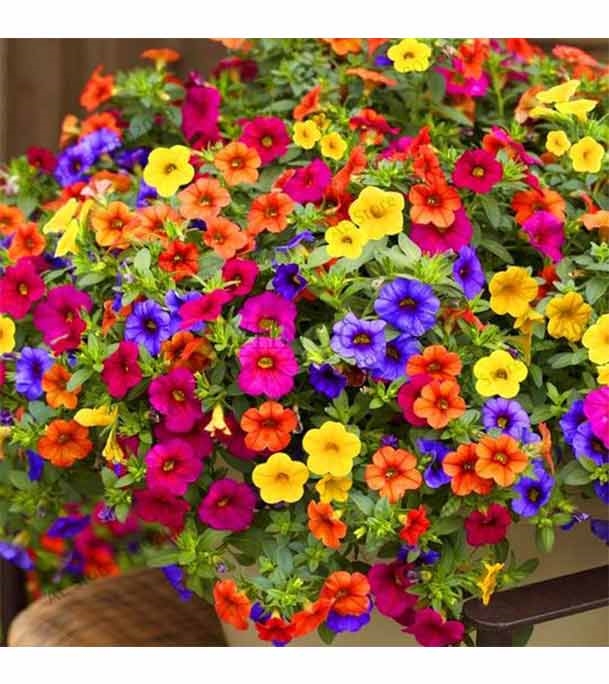 Buy Hanging Pitunia Flower Seed 50 pcs Online