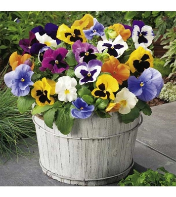 Buy Pansy Flower seed 25 pcs Online