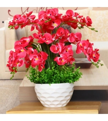 Buy Orchid Flower Seed 25 pcs Online