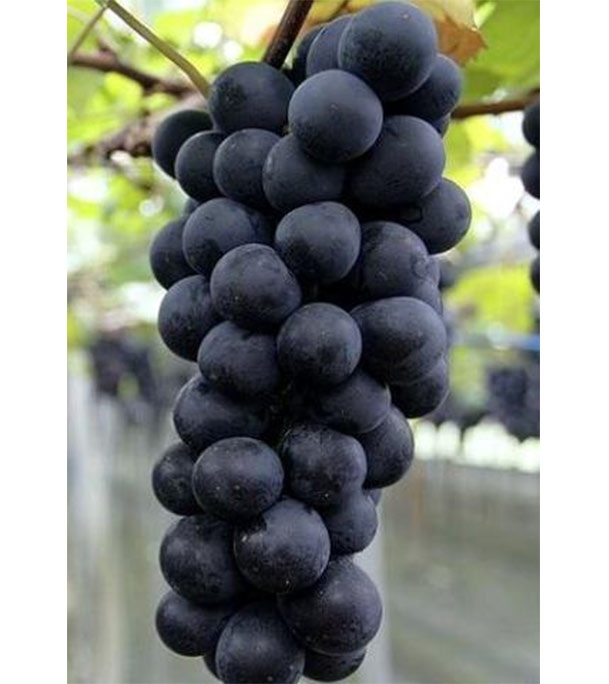 Buy Grape Fruit Seed 15 pcs Online