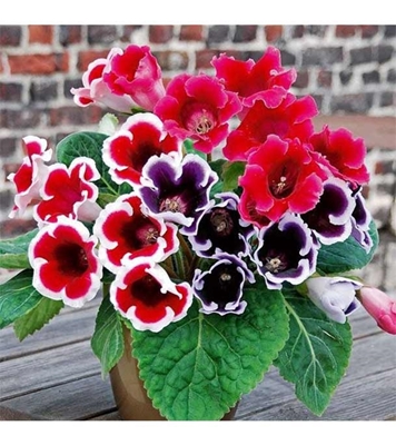 Buy Gloxinia Flower Seed 25 pcs Online