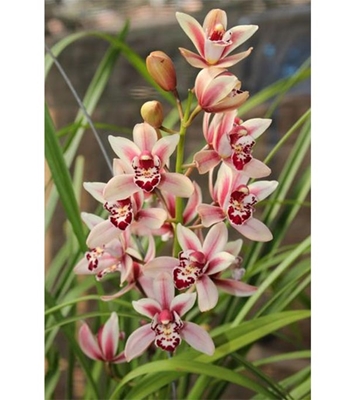 Buy Cymbidium Flower Seed 30 pcs Online