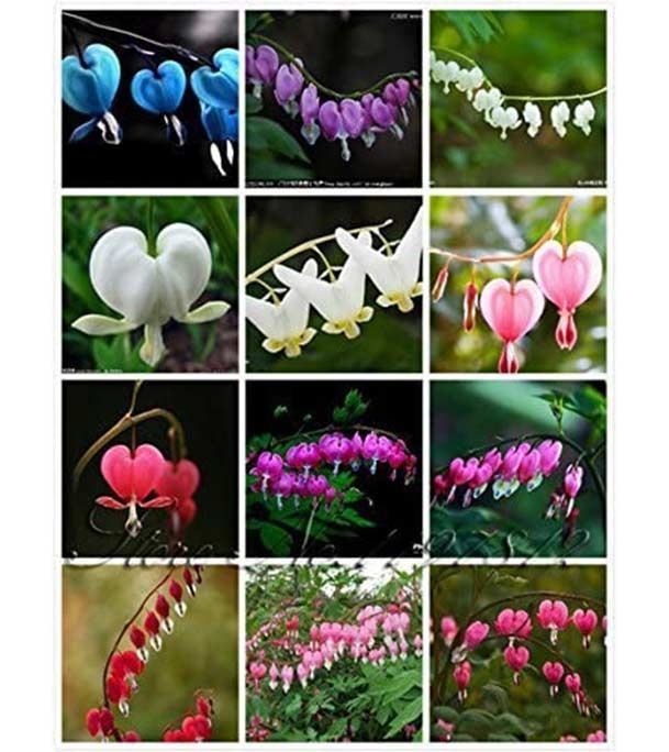 Buy Bell Orchid Flower Seed 25 pcs Online