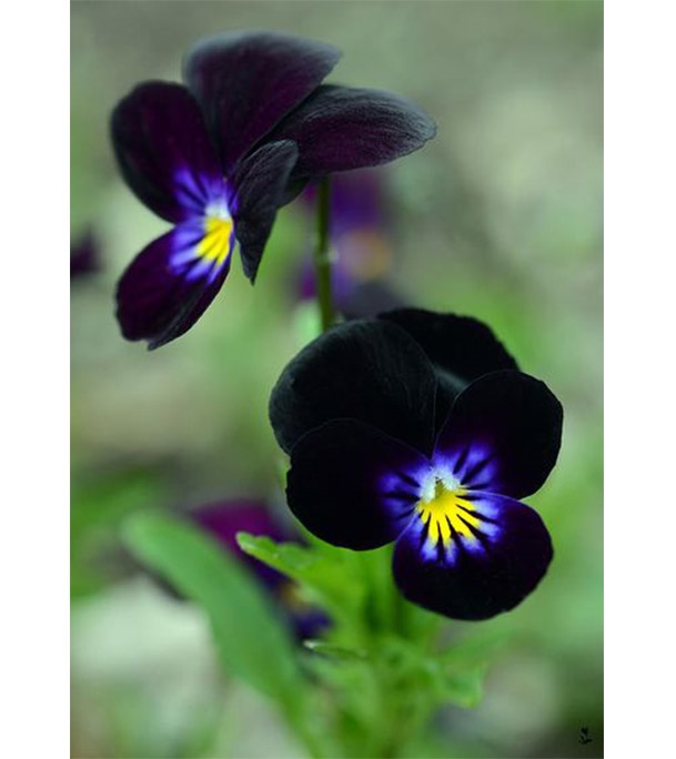 Buy Black Pansy Flower Seed 30 pcs Online