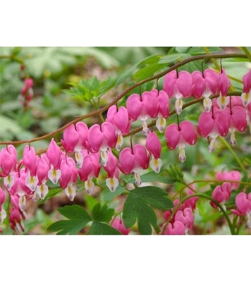 Buy Bell Orchid Flower Seed 25 pcs Online