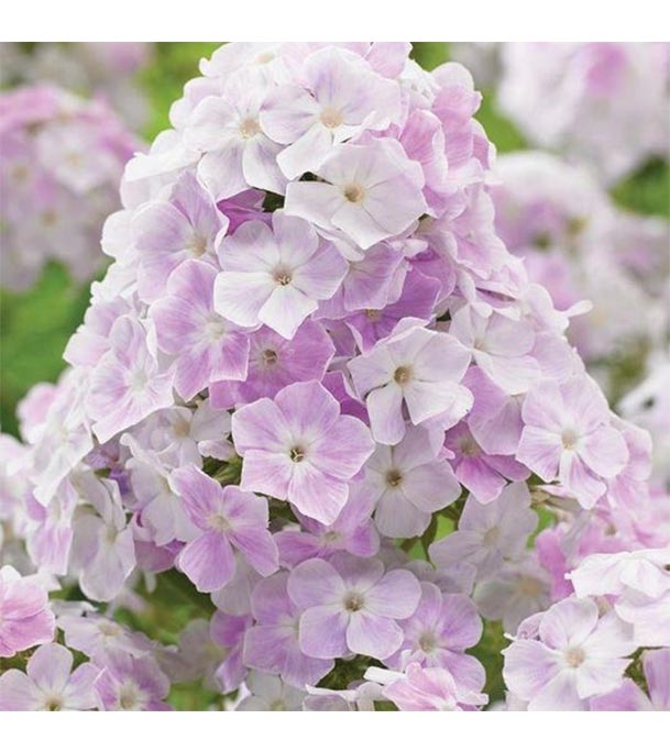 Buy Phlox Beauty Leopoldii Pink Flower Seed 25 pcs Online
