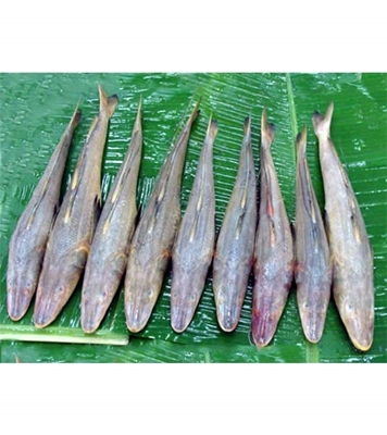 Buy Sea Bailla Online