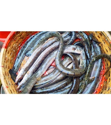 Buy Baaim Fish Kg Online