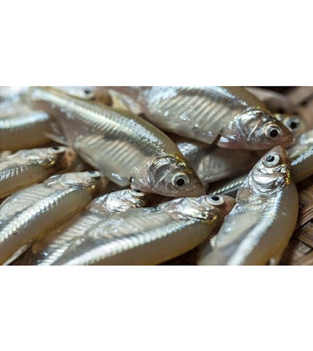 Buy Mola Fish Kg  Online