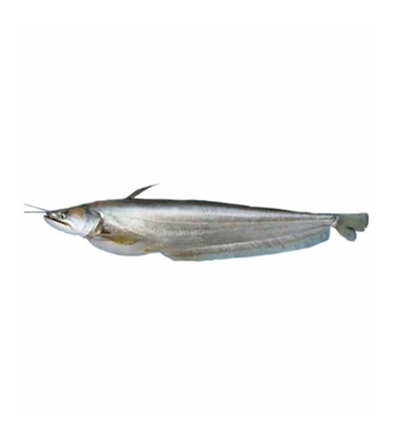 Buy Boal Fish Size 4-5 kg Online