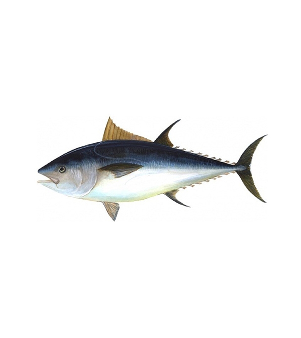 Buy Tuna Fish 1 kg Online