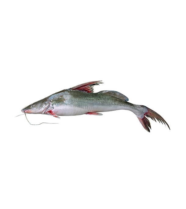 Buy Aair Fish 2-4 kg Online