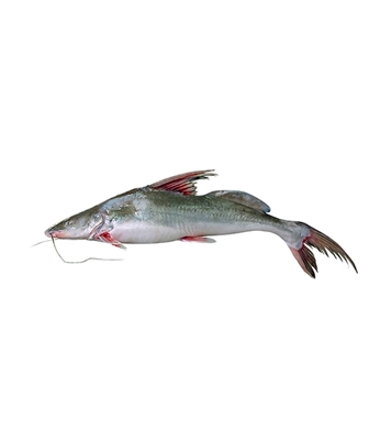 Buy Aair Fish 2-4 kg Online