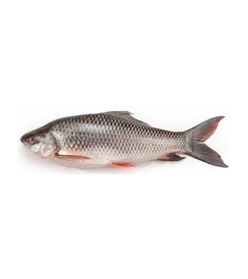 Buy Rui Fish 5-7 kg Online