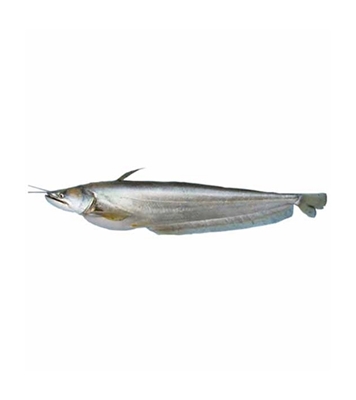 Buy Boal Fish 700 gm plus Online