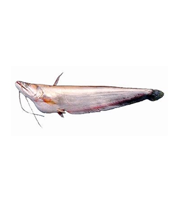 Buy Boal Fish 5-7kg Online