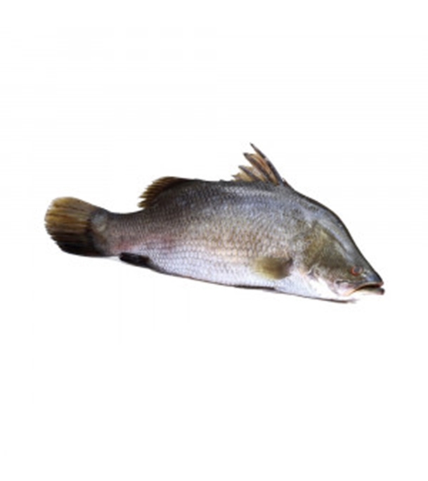 Buy Koral Fish 500gm plus Online