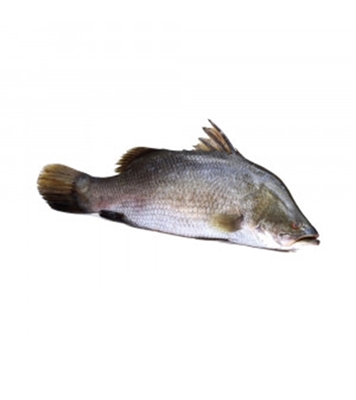 Buy Koral Fish 500gm plus Online