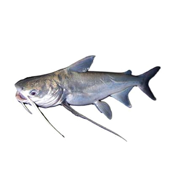Buy Ritha Fish 1kg Sea Online