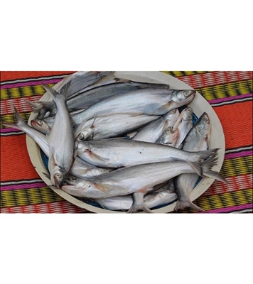 Buy Bacha Fish 5-8 pcs/kg Online