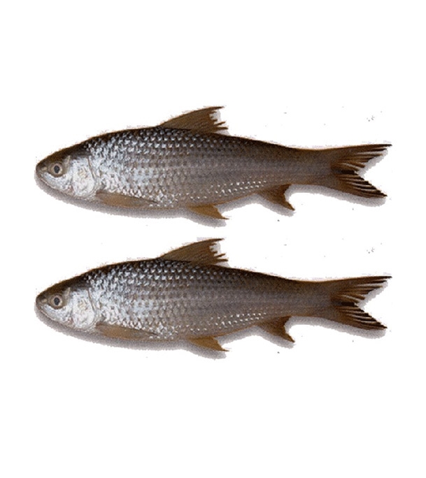 Buy Bata Fish Cultured 5-6 pcs/Kg Online