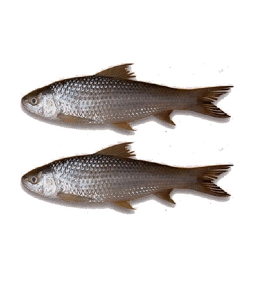 Buy Bata Fish Cultured 5-6 pcs/Kg Online