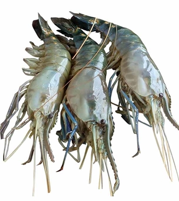 Buy Golda Prawn 1kg Online