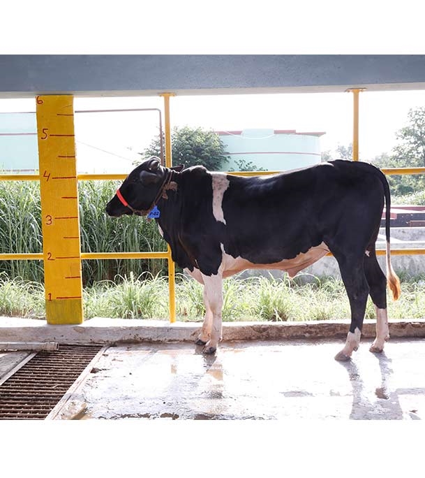 Buy ফ্রিজিয়ান ক্রস Online