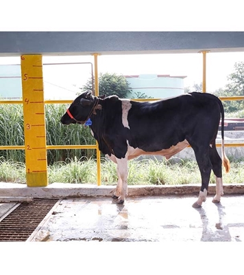 Buy ফ্রিজিয়ান ক্রস Online