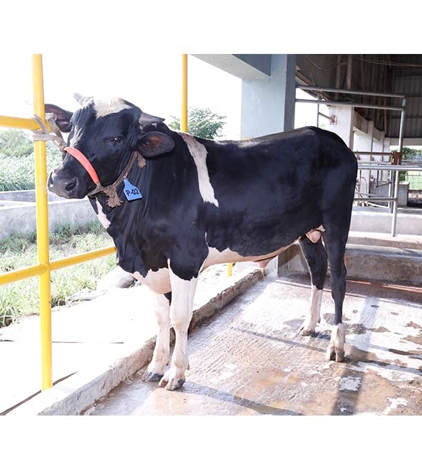 Buy ফ্রিজিয়ান ক্রস Online