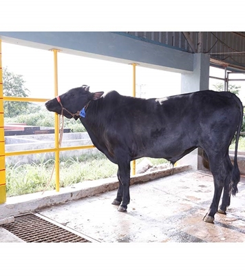 Buy দেশি ষাঁড় Online