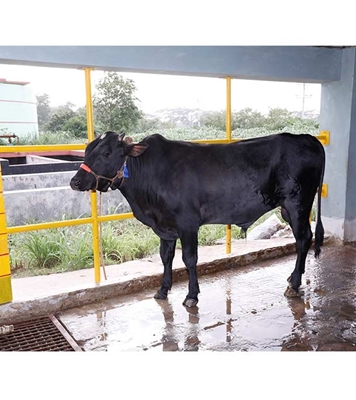 Buy দেশি ষাঁড় Online