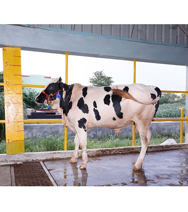 Buy ফ্রিজিয়ান ক্রস Online